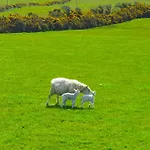 Feriehus Shore On Valentia Island - Cosy Comfort At The Sea In Kerry *
