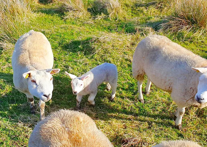 Shore On Valentia Island - Cosy Comfort At The Sea In Kerry